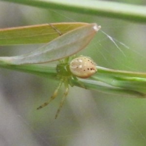 Lehtinelagia sp. (genus) at Fadden, ACT - 19 Nov 2016 07:47 AM