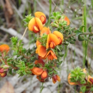 Pultenaea procumbens at Fadden, ACT - 19 Nov 2016