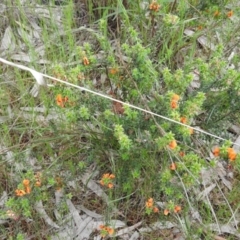 Pultenaea procumbens at Fadden, ACT - 19 Nov 2016