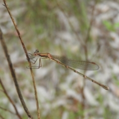 Austrolestes analis (Slender Ringtail) at Wanniassa Hill - 18 Nov 2016 by RyuCallaway