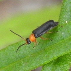 Heteromastix sp. (genus) (Soldier beetle) at Fadden, ACT - 19 Nov 2016 by ArcherCallaway