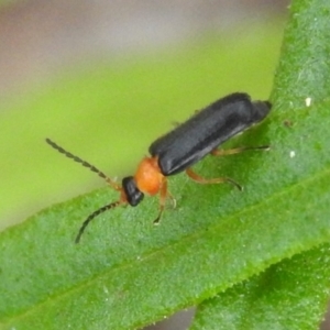 Heteromastix sp. (genus) at Fadden, ACT - 19 Nov 2016