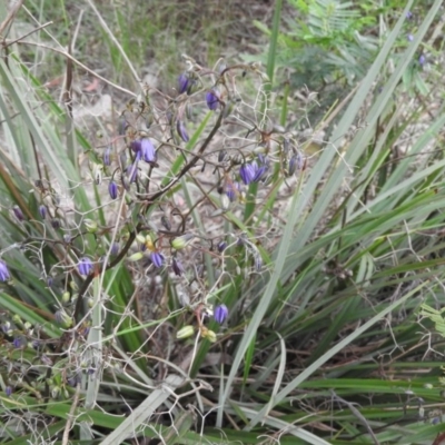 Dianella revoluta var. revoluta (Black-Anther Flax Lily) at Fadden, ACT - 19 Nov 2016 by ArcherCallaway