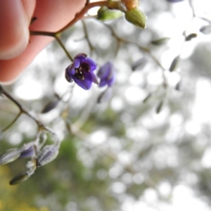 Dianella revoluta var. revoluta at Fadden, ACT - 19 Nov 2016