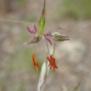 Rytidosperma pallidum at Fadden, ACT - 19 Nov 2016