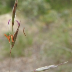 Rytidosperma pallidum at Fadden, ACT - 19 Nov 2016