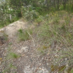 Rytidosperma pallidum at Fadden, ACT - 19 Nov 2016