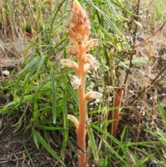 Orobanche minor (Broomrape) at Fadden, ACT - 19 Nov 2016 by ArcherCallaway