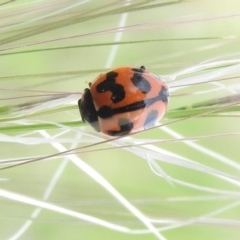 Coccinella transversalis (Transverse Ladybird) at Fadden, ACT - 19 Nov 2016 by ArcherCallaway