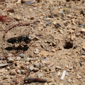 Sphex sp. (genus) at Hughes, ACT - 22 Dec 2017