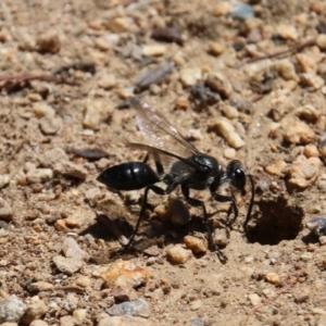 Sphex sp. (genus) at Hughes, ACT - 22 Dec 2017