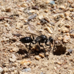 Sphex sp. (genus) at Hughes, ACT - 22 Dec 2017