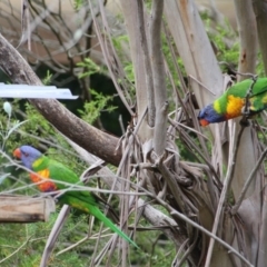 Trichoglossus moluccanus (Rainbow Lorikeet) at Hackett, ACT - 22 Dec 2017 by petersan