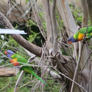 Trichoglossus moluccanus at Hackett, ACT - 22 Dec 2017