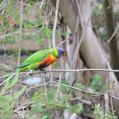 Trichoglossus moluccanus at Hackett, ACT - 22 Dec 2017