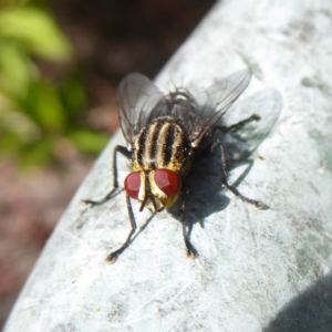 Sarcophagidae (family) at Flynn, ACT - 19 Dec 2017 12:00 AM