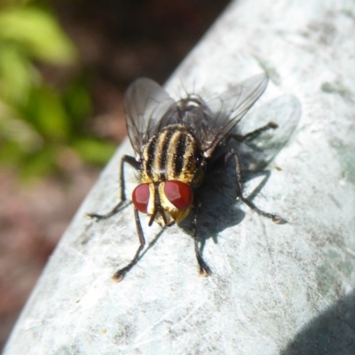 Sarcophagidae (family) (Unidentified flesh fly) at Flynn, ACT - 19 Dec 2017 by Christine