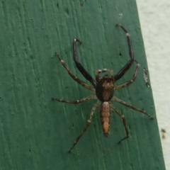 Helpis minitabunda (Threatening jumping spider) at Flynn, ACT - 18 Dec 2017 by Christine