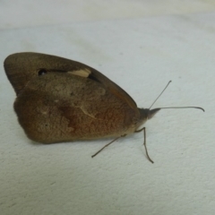 Heteronympha merope at Flynn, ACT - 21 Dec 2017