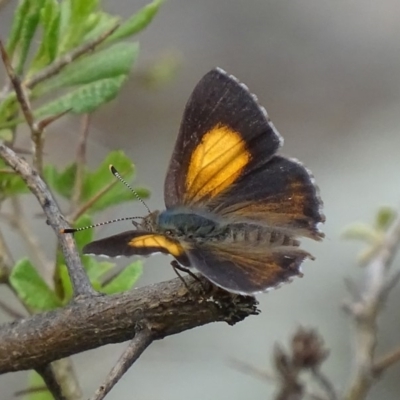 Paralucia pyrodiscus (Fiery Copper) at Garran, ACT - 14 Dec 2017 by roymcd