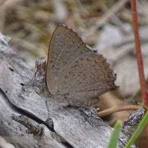 Paralucia pyrodiscus at Garran, ACT - 14 Dec 2017