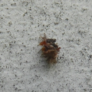 Chrysopidae (family) at Flynn, ACT - 21 Dec 2017 12:00 AM