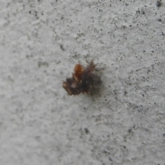 Chrysopidae (family) at Flynn, ACT - 21 Dec 2017 12:00 AM