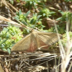 Scopula rubraria at Fyshwick, ACT - 21 Dec 2017