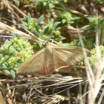 Scopula rubraria (Reddish Wave, Plantain Moth) at Fyshwick, ACT - 20 Dec 2017 by Christine