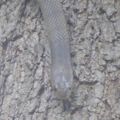 Pseudonaja textilis (Eastern Brown Snake) at Fyshwick, ACT - 20 Dec 2017 by Christine