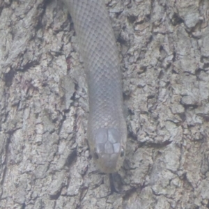 Pseudonaja textilis at Fyshwick, ACT - 21 Dec 2017 12:00 AM