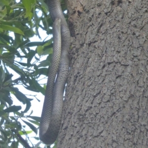 Pseudonaja textilis at Fyshwick, ACT - 21 Dec 2017 12:00 AM