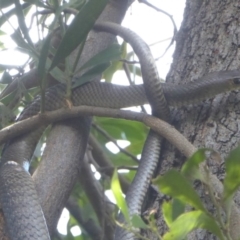 Pseudonaja textilis at Fyshwick, ACT - 21 Dec 2017 12:00 AM