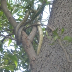 Pseudonaja textilis at Fyshwick, ACT - 21 Dec 2017 12:00 AM