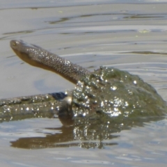 Chelodina longicollis (Eastern Long-necked Turtle) at Fyshwick, ACT - 20 Dec 2017 by Christine