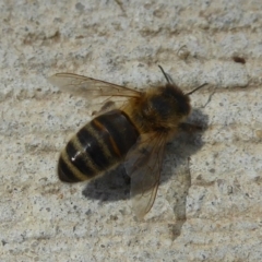 Apis mellifera (European honey bee) at Jerrabomberra Wetlands - 20 Dec 2017 by Christine