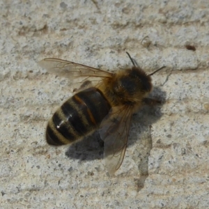 Apis mellifera at Fyshwick, ACT - 21 Dec 2017