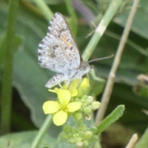 Lucia limbaria at Fyshwick, ACT - 21 Dec 2017 12:00 AM