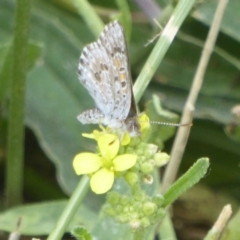 Lucia limbaria at Fyshwick, ACT - 21 Dec 2017 12:00 AM