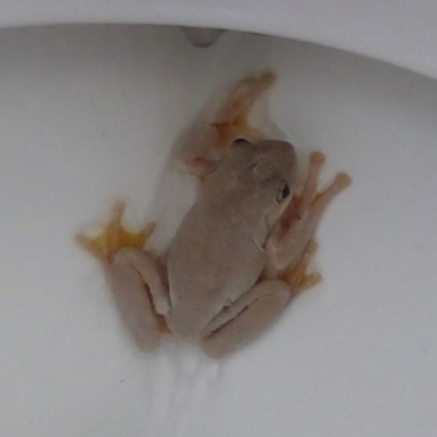 Litoria peronii (Peron's Tree Frog, Emerald Spotted Tree Frog) at Jerrabomberra Wetlands - 20 Dec 2017 by Christine