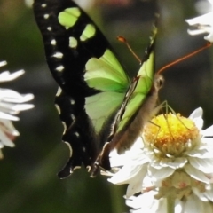 Graphium macleayanum (Macleay's Swallowtail) at Bimberi Nature Reserve - 21 Dec 2017 by JohnBundock