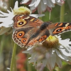 Junonia villida (Meadow Argus) at Bimberi Nature Reserve - 21 Dec 2017 by JohnBundock