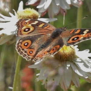 Junonia villida at Cotter River, ACT - 21 Dec 2017