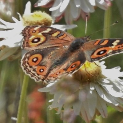 Junonia villida (Meadow Argus) at Cotter River, ACT - 21 Dec 2017 by JohnBundock