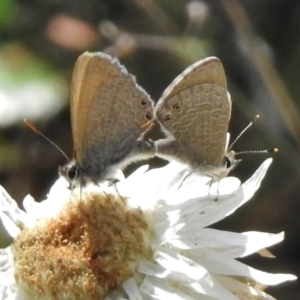 Nacaduba biocellata at Cotter River, ACT - 21 Dec 2017