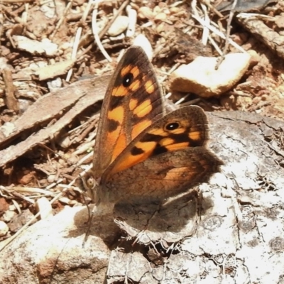 Geitoneura klugii (Marbled Xenica) at Namadgi National Park - 21 Dec 2017 by JohnBundock