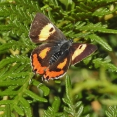 Pseudalmenus chlorinda (Silky Hairstreak) at Uriarra, NSW by JohnBundock