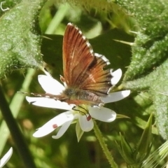 Neolucia agricola (Fringed Heath-blue) at Uriarra, NSW - 21 Dec 2017 by JohnBundock