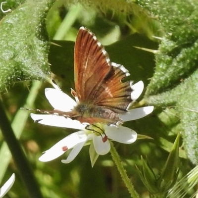 Neolucia agricola (Fringed Heath-blue) at Uriarra, NSW - 20 Dec 2017 by JohnBundock