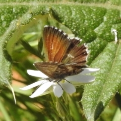 Neolucia agricola at Uriarra, NSW - 21 Dec 2017 09:36 AM